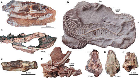 Cráneos hallados en Argentina ofrecen nuevos datos de la evolución de las serpientes