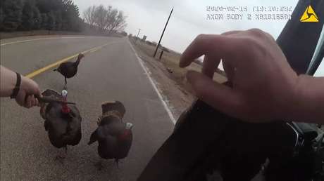 Un policía quiere retirar a unos pavos de la carretera, pero estos desatan un inusual y épico enfrentamiento (y su cámara corporal lo graba todo)