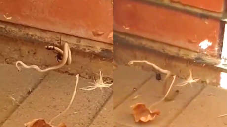 VIDEO: Una araña lucha contra una serpiente y no le da ninguna oportunidad de sobrevivir