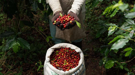 Perú, productor y exportador número uno de café orgánico a nivel mundial