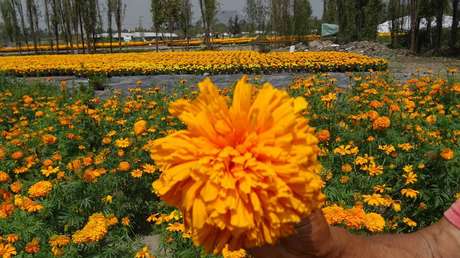 Cempasúchil, los mitos y realidades detrás de la famosa flor del Día de Muertos