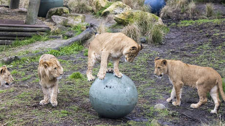 Cinco leones se escapan de su recinto en un zoológico de Australia