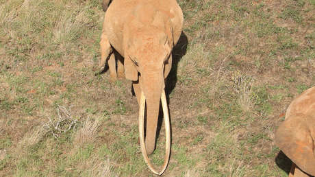 Muere la hembra de elefante más grande de África