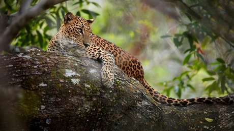 VIDEO: Un leopardo desata el caos al atacar a personas y coches en la India