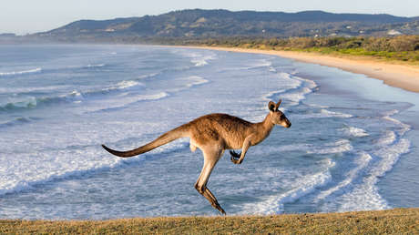 Ecologistas australianos apoyan la caza de canguros para que no mueran de hambre