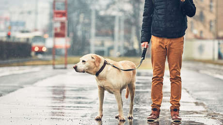 Los perros modernos superan a sus antepasados ​​en volumen cerebral