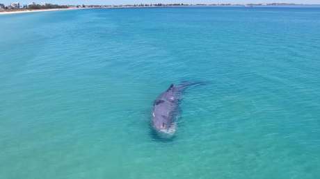 Muere un gran cachalote varado poco después de que varios bañistas se acercaran a tocarlo (VIDEO)