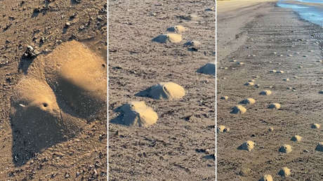 Camarones fantasma generan ‘mini volcanes’ en las playas