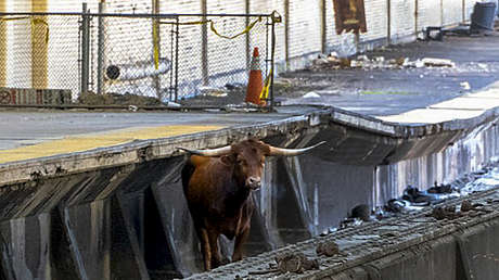 VIDEO: Un toro paraliza temporalmente el tráfico ferroviario hacia Nueva York