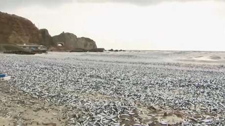 La aparición de 1.200 toneladas de peces muertos en la costa japonesa desconcierta a las autoridades (VIDEO)