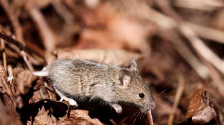 VIDEO: Pone una cámara en su escritorio y descubre que un ratón se lo ordena por la noche