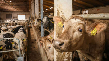 Alertan de gripe aviar de “concentración muy alta” en leche de vaca en EE.UU.