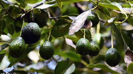 ¿Aguacates en peligro?: revelan la amenaza que se cierne sobre el ‘oro verde’