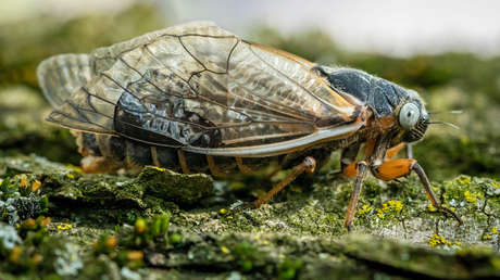 Hallan cigarras de ojos azules extremadamente raras en EE.UU.