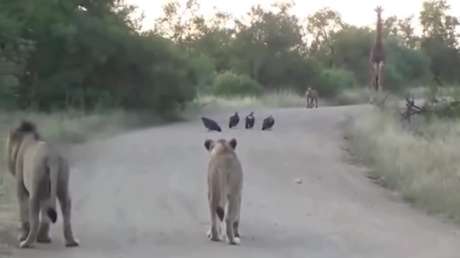 VIDEO: Tenso e incómodo encuentro entre 2 leones, 4 buitres, una hiena y una jirafa