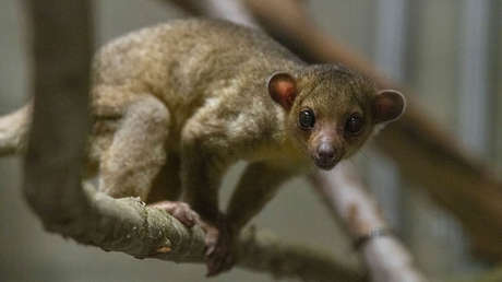 Una criatura de la selva tropical latinoamericana aparece en un lugar inesperado