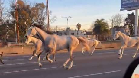 VIDEOS: Decenas de caballos corren por una autopista en Argentina