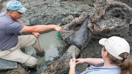 Hallan el primer cráneo de un mastodonte bien conservado de hace 13.600 años