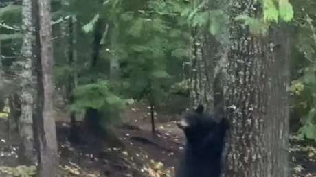 VIDEO: El aterrador momento que vivió un oso al toparse con unos ciclistas