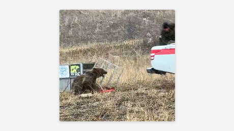 “Feroz instinto”: un oso se lanza contra su cuidador al recobrar la libertad (VIDEO)