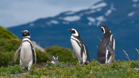 Crimen ambiental en Argentina: condenan a un productor que mató a 240 pingüinos