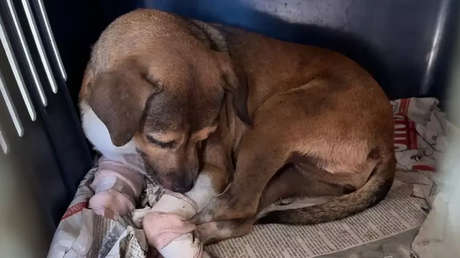 Una motociclista arrastra a una perrita atada en calles de México