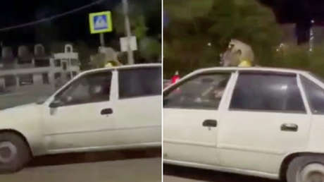 Dos mapaches ‘celebran’ su día de San Valentín en el techo de un taxi (VIDEO)