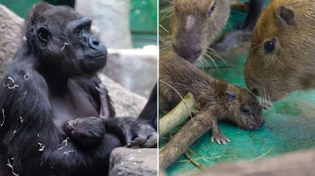 VIDEO: El zoo de Moscú presume de gorila y de carpincho recién nacidos